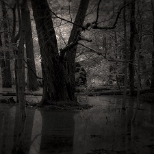 Swamp